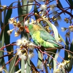 Parvipsitta pusilla at Hackett, ACT - 23 May 2021 12:31 PM