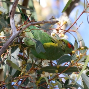 Glossopsitta concinna at Hackett, ACT - 23 May 2021 12:38 PM