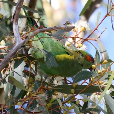 Glossopsitta concinna (Musk Lorikeet) at Hackett, ACT - 23 May 2021 by jbromilow50