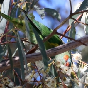 Glossopsitta concinna at Hackett, ACT - 23 May 2021