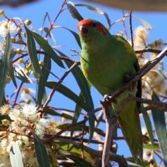 Glossopsitta concinna at Hackett, ACT - 23 May 2021