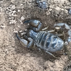 Urodacus manicatus (Black Rock Scorpion) at Mount Ainslie - 7 Apr 2021 by MattFox