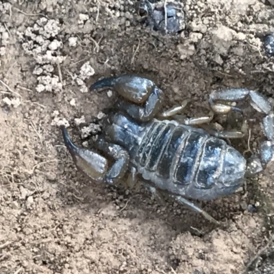 Urodacus manicatus (Black Rock Scorpion) at Mount Ainslie - 7 Apr 2021 by MattFox