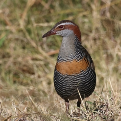 Gallirallus philippensis (Buff-banded Rail) at Watson Green Space - 23 May 2021 by jbromilow50