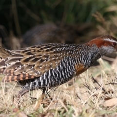 Gallirallus philippensis at Watson, ACT - 23 May 2021