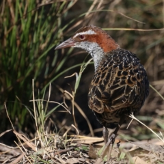 Gallirallus philippensis at Watson, ACT - 23 May 2021