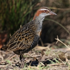 Gallirallus philippensis at Watson, ACT - 23 May 2021