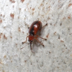 Metopum (genus) (Attelabid weevil) at ANBG - 18 May 2021 by TimL