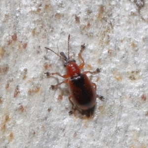 Metopum (genus) at Acton, ACT - 18 May 2021 12:25 PM