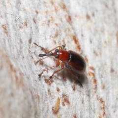 Metopum (genus) at Acton, ACT - 18 May 2021 12:25 PM