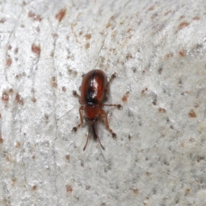 Metopum (genus) at Acton, ACT - 18 May 2021 12:25 PM