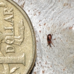 Metopum (genus) at Acton, ACT - 18 May 2021