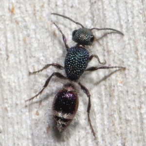 Aglaotilla sp. (genus) at ANBG - 18 May 2021