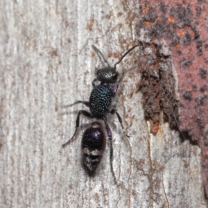 Aglaotilla sp. (genus) at ANBG - 18 May 2021