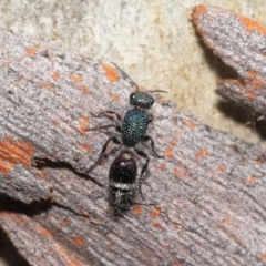 Aglaotilla sp. (genus) at ANBG - 18 May 2021