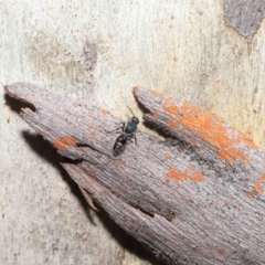 Aglaotilla sp. (genus) at ANBG - 18 May 2021