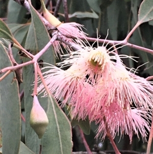 Eucalyptus sideroxylon at Yarralumla, ACT - 24 May 2021