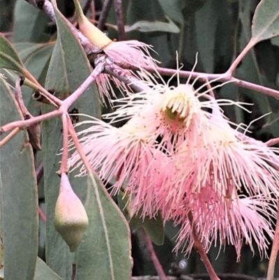 Eucalyptus sideroxylon (Mugga Ironbark) at Yarralumla, ACT - 24 May 2021 by JaneR