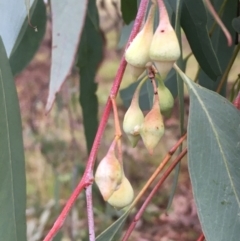 Eucalyptus sideroxylon at Yarralumla, ACT - 24 May 2021