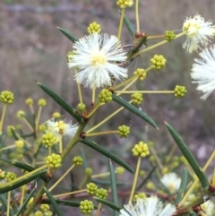 Acacia genistifolia (Early Wattle) at Stirling Park - 24 May 2021 by JaneR