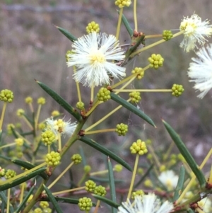 Acacia genistifolia at Yarralumla, ACT - 24 May 2021