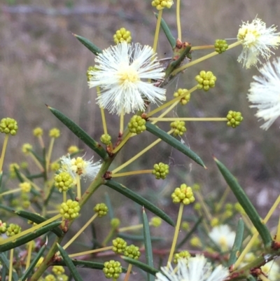 Acacia genistifolia (Early Wattle) at Stirling Park - 24 May 2021 by JaneR