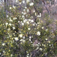 Acacia genistifolia at Yarralumla, ACT - 24 May 2021