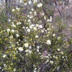 Acacia genistifolia at Yarralumla, ACT - 24 May 2021