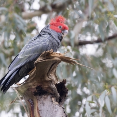 Callocephalon fimbriatum (Gang-gang Cockatoo) at Acton, ACT - 9 Apr 2021 by AlisonMilton