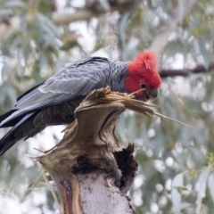 Callocephalon fimbriatum at Acton, ACT - 9 Apr 2021