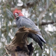 Callocephalon fimbriatum at Acton, ACT - suppressed