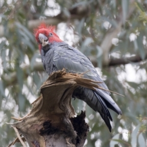 Callocephalon fimbriatum at Acton, ACT - 9 Apr 2021