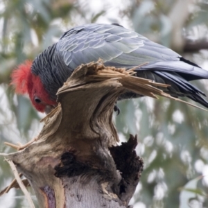 Callocephalon fimbriatum at Acton, ACT - 9 Apr 2021