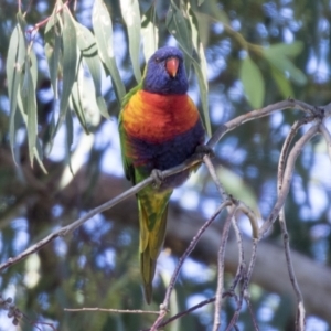 Trichoglossus moluccanus at Higgins, ACT - 1 Apr 2021 09:02 AM