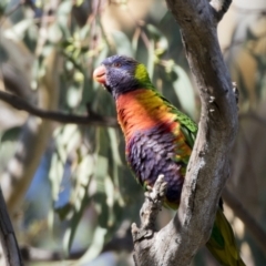 Trichoglossus moluccanus at Higgins, ACT - 1 Apr 2021 09:02 AM