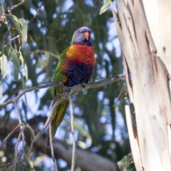 Trichoglossus moluccanus at Higgins, ACT - 1 Apr 2021 09:02 AM