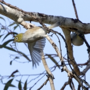 Zosterops lateralis at Higgins, ACT - 1 Apr 2021