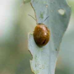 Paropsisterna cloelia (Eucalyptus variegated beetle) at Acton, ACT - 8 Apr 2021 by AlisonMilton