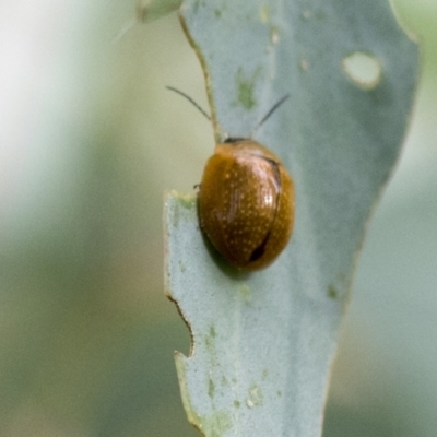 Paropsisterna cloelia (Eucalyptus variegated beetle) at Acton, ACT - 9 Apr 2021 by AlisonMilton