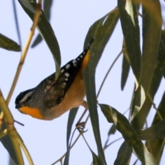 Pardalotus punctatus (Spotted Pardalote) at Acton, ACT - 8 Apr 2021 by AlisonMilton