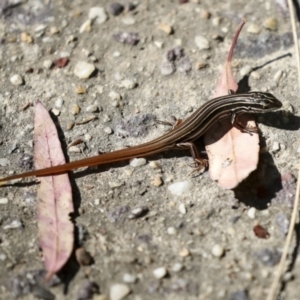 Ctenotus taeniolatus at Acton, ACT - 8 Apr 2021