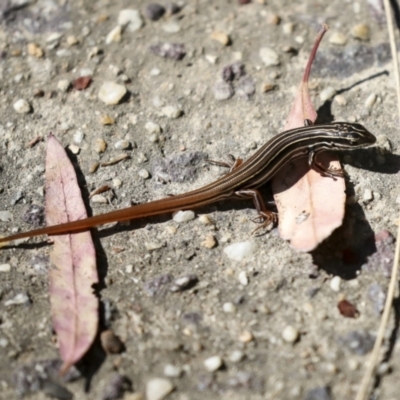 Ctenotus taeniolatus (Copper-tailed Skink) at Acton, ACT - 8 Apr 2021 by AlisonMilton