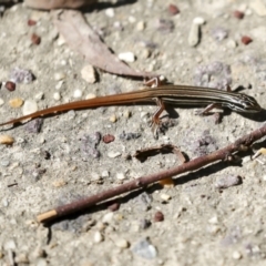 Ctenotus taeniolatus at Acton, ACT - 8 Apr 2021