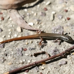 Ctenotus taeniolatus at Acton, ACT - 8 Apr 2021