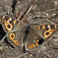 Junonia villida (Meadow Argus) at Rendezvous Creek, ACT - 22 May 2021 by jb2602