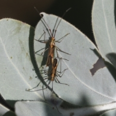 Rayieria acaciae (Acacia-spotting bug) at Higgins, ACT - 2 Apr 2021 by AlisonMilton