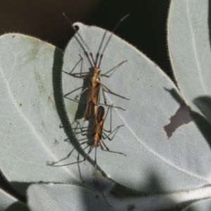 Rayieria acaciae at Higgins, ACT - 2 Apr 2021 07:48 AM