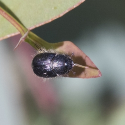 Liparetrus sp. (genus) (Chafer beetle) at Mount Painter - 29 Mar 2021 by AlisonMilton