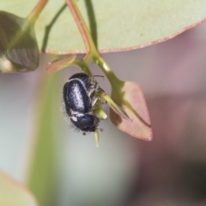 Liparetrus sp. (genus) at Cook, ACT - 29 Mar 2021