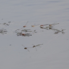 Xanthagrion erythroneurum at Holt, ACT - 30 Mar 2021 12:56 PM